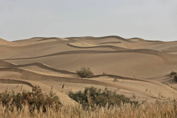 Primeras Dunas Arena Arbustos Tamariscos Del Desierto Taklamakan Largo Orilla — Foto de Stock