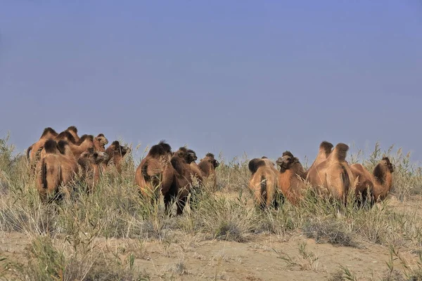 Manada Camellos Bactrianos Escasa Vegetación Largo Orilla Derecha Del Río —  Fotos de Stock