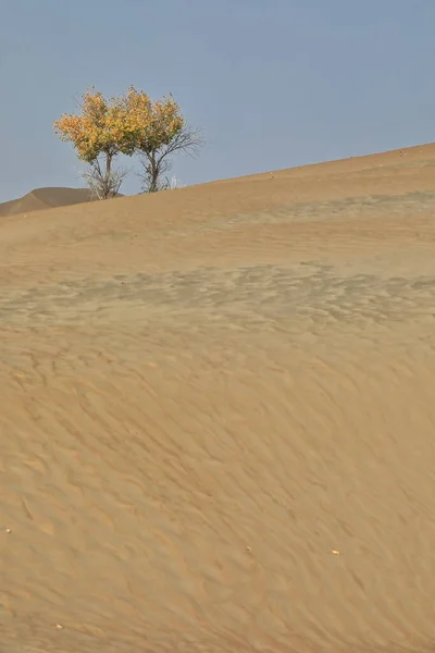 Een Paar Geïsoleerde Woestijnpopulier Populus Euphratica Loofbomen Met Gebogen Stengel — Stockfoto