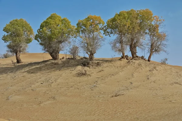 Tugay Csoport Sivatagi Nyár Populus Euphratica Lombhullató Fák Hajlított Villás — Stock Fotó