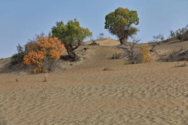 Grupo Árvores Poplar Populus Euphratica Deserto Condado Keriya Xinjiang China — Fotografia de Stock