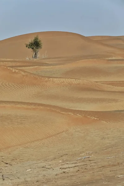 Magányos Elszigetelt Sivatagi Nyár Populus Euphratica Lombhullató Hajlított Villás Szárral — Stock Fotó