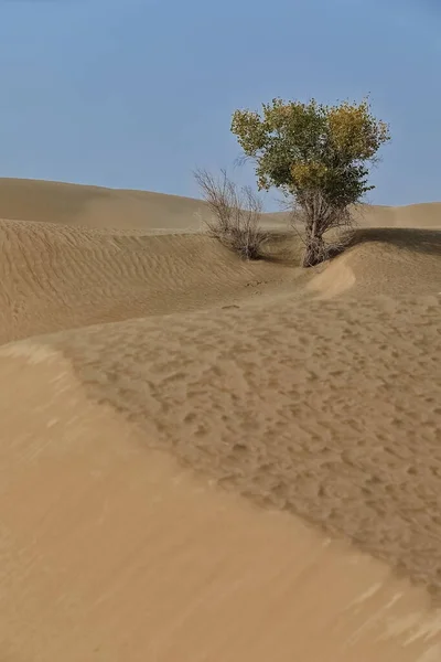 Árbol Caducifolio Solitario Álamo Desértico Populus Euphratica Con Tallo Bifurcado — Foto de Stock