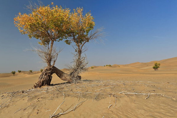 Lonely desert poplar-Populus euphratica deciduous tree with bent-forked double stem growing on the slope of a sand dune in the Taklamakan desert. Keriya county-Xinjiang Uyghur Autonomous region-China.