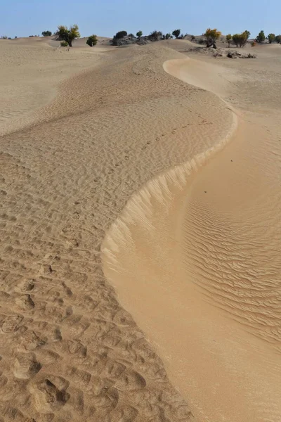 Tugay Group Desert Poplar Populus Euphratica Листяні Дерева Зігнутим Стовбуром — стокове фото