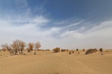 Tamariskler ve çöl popülasyonu öforik yaprak döken ağaçlar ve çatallı gövde Taklamakan çölü-Keriya ilçesi-Xinjiang Özerk Bölgesi-Çin 'in kum tepelerine dağılmış durumda..