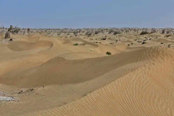 Varios Álamos Secos Del Desierto Populus Euphratica Árboles Caducifolios Con — Foto de Stock