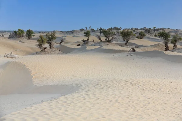 Tugay Group Desert Poplar Populus Euphratica Листяні Дерева Ростуть Розкидані — стокове фото