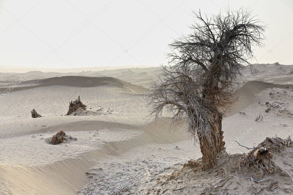 Dry lonely desert poplar-Populus euphratica deciduous tree with bent-forked stem growing in the Taklamakan desert under the diffuse light of dawn. Keriya county-Xinjiang Uyghur Autonomous region-China