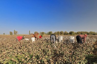 Qiemo, China-October 10, 2017: Uyghur farmers pick cotton by hand in a field on the outskirts of town to put it into large plastic sacks-then to load them on trailer trucks-carry to the cotton gin. clipart