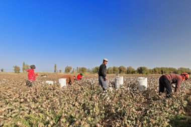 Qiemo, Çin-10 Ekim 2017: Uygur çiftçileri, kentin kenar mahallelerindeki bir tarlada pamuk topluyor ve büyük plastik torbalara dolduruyor..