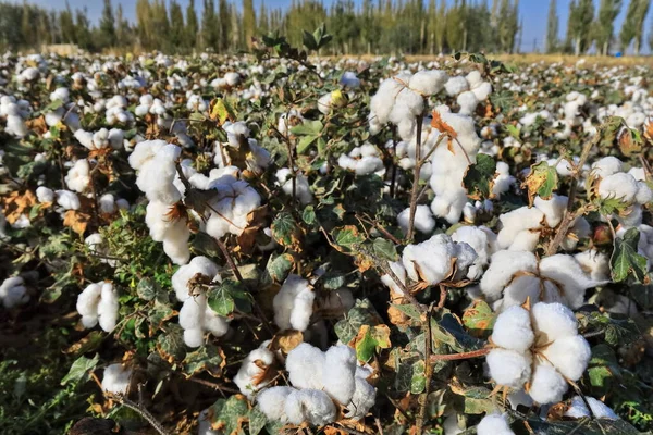 Cotton field on the Qiemo-Cherchen-Qarqan town outskirts about to be harvested showing closed and open bolls of white cotton fiber backed by Populus alba pyramidalis-white poplar trees. Xinjiang-China