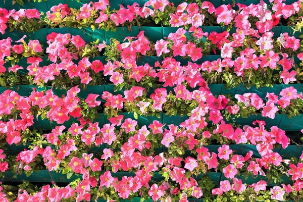 Pink Morning Glory Ipomoea Carnea Flowers Set Green Plastic Flowerpots — Stock Photo, Image