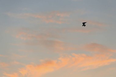 Gün batımında Dunhuang Hilal Gölü-Yueyaquan Vahası-Mingsha Shan dağları üzerinde hafif bulutlu açık mavi gökyüzünde iki kişi uçuyor. Gansu Eyaleti-Çin.