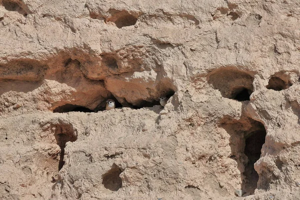 Chinese Sparrows Nesting Burrows Packed Earth Walls Ancient Pochengzi Fort — Stock Photo, Image