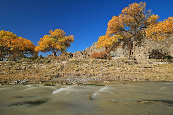 Autumnal yellow-leaved poplar trees across the murky waters of the Yulin river by the X272 county road running under clean blue sky to the Yulin Buddhist caves. Guazhou county-Gansu province-China.