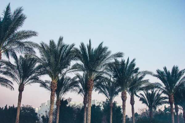 palm trees