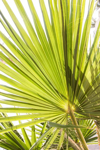 Leaves — Stock Photo