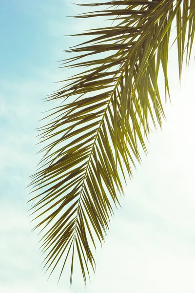 Feuille de palmier — Photo de stock
