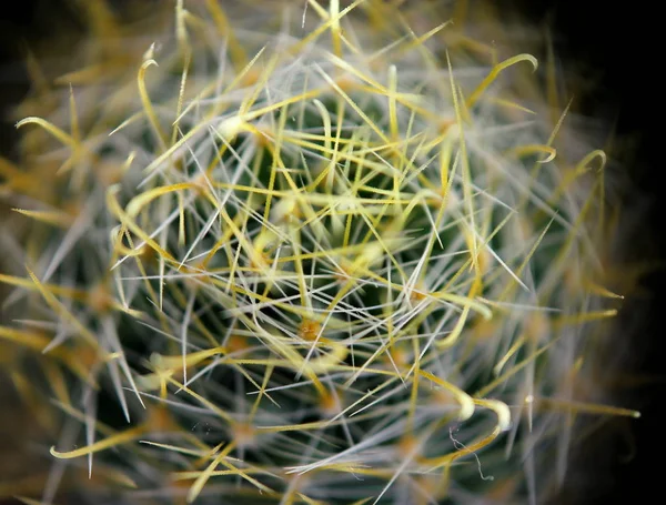 Cactus macro closeup — Stock Photo, Image