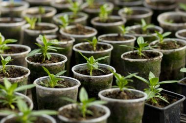 Yukarıdan plastik saksı içinde sebze fideleri