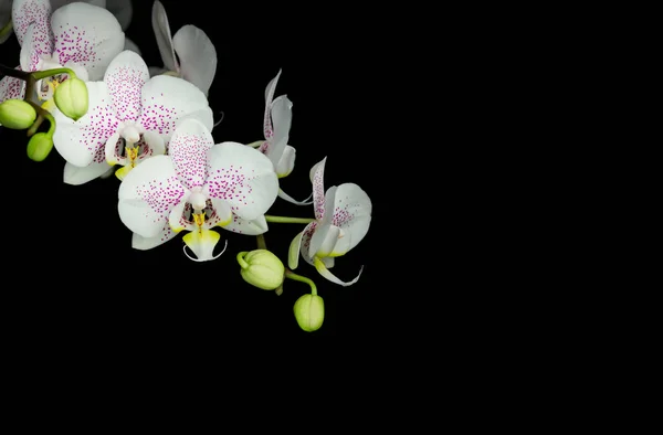 Nahaufnahme, die die schönen Details der Orchideen hervorhebt. Floraler Hintergrund. — Stockfoto