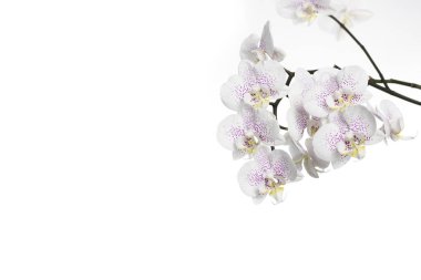 Beyaz arka planda beyaz orkide izole edilmiş. Mor-beyaz orkidenin izole edilmiş dalı. Reklam ve reklam için kopyalama alanı. 