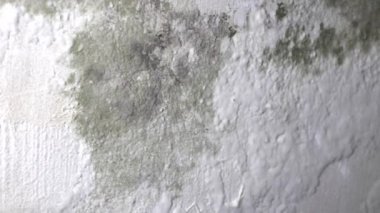 Aspergillus, cladosporium ve stachybotrys atra (siyah küf)