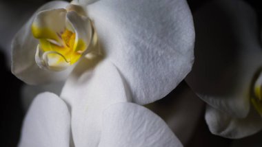 Beyaz orkide, siyah arkaplanda çekilmiş güzel beyaz bir orkidenin yakın çekimi.