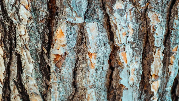 Tahta desenli İtalyan çamı, yakın çekim manzaralı.