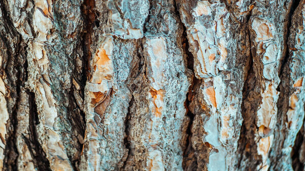 Wooden texture italian pine, closeup view