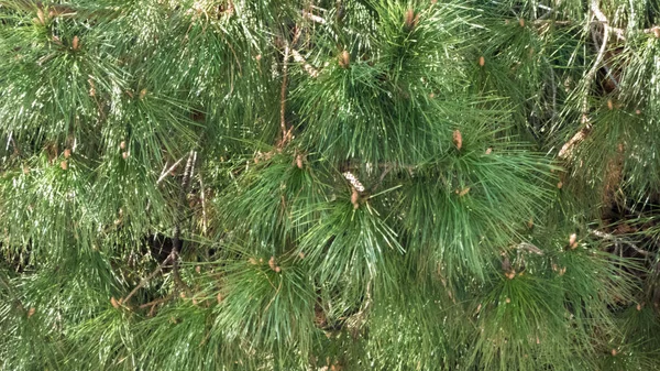 Close-up de fundo ramos de abeto de pinho de Natal. Fundo de ramos de árvore de Natal. — Fotografia de Stock