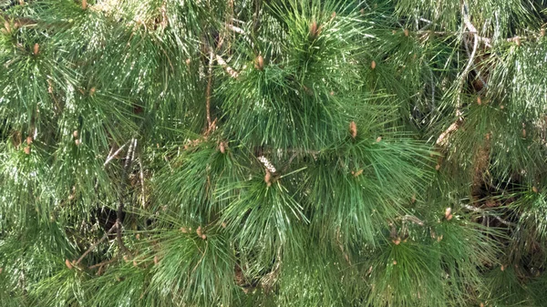 Closeup photograph of white pine needles with a shallow depth of field. — Stock Photo, Image