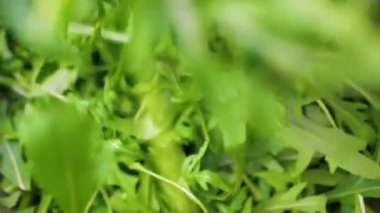 Yakın çekim beyaz plaka dolusu taze yeşil roka yaprakları dökülen rogula yaprakları.