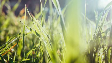 Sarı gün ışığında çayır üzerindeki yeşil çimenler kapanıyor. Doğa bulanık arkaplan, bokeh.