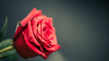 Marco 'da çiğ taneli kırmızı gül yaprakları..