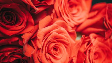 Kırmızı yapraklı gül çiçekleri, bahar. Çiçek arkaplanda güller, çiçekçiler. Sevgililer günü, aşk, romantizm konsepti. Çiçekçi, çiçekçi ya da çiçekçi. Bahar, yaz çiçekleri, çiçek açan bitkiler.