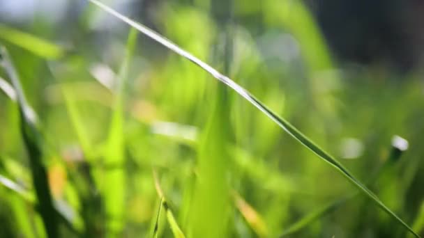 Stacheln aus Gras und Blumen schwankten durch den Wind auf einem verschwommenen Hintergrund. Sonnenuntergang Licht und schaukelndes Gras auf dem Feld slow-mo. Grüne frische dekorative Frühjahrspflanze in Zeitlupe flach — Stockvideo