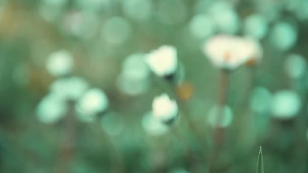 Pasar en medio de una manzanilla .manzanilla flores. Verde planta de primavera decorativa fresca cámara lenta superficial — Vídeo de stock