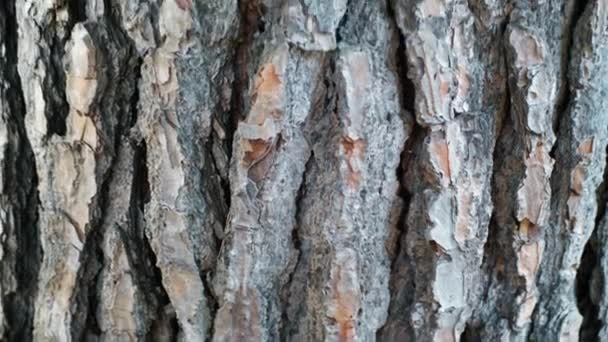 Casca de madeira marrom close-up 4k. Pinheiro de árvore. Macro de uma árvore. Lugar claro para o seu texto. Espaço vazio para o seu título Logotipo Copyspace para design em branco — Vídeo de Stock