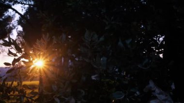 Doğanın güneşli arka planı, dalların arkasında parlayan güneş. Turuncu yaprakları kıran güneş ışınları ve güneş ışınlarıyla organik arka plan