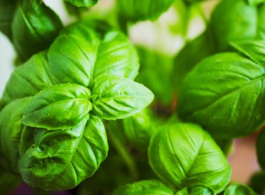 Çiçek saksısında fesleğen yapraklarının yakın çekimi.