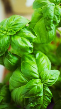 Çiçek saksısında fesleğen yapraklarının yakın çekimi.