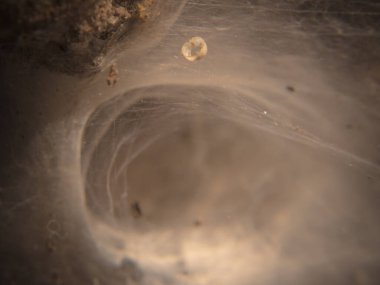 Örümcek ağı, koridor örümcek ağı. Yakın çekim..