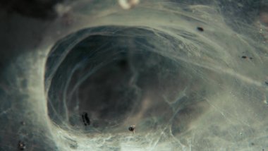 Örümcek ağı yaklaşıyor, Macro ateş ediyor..