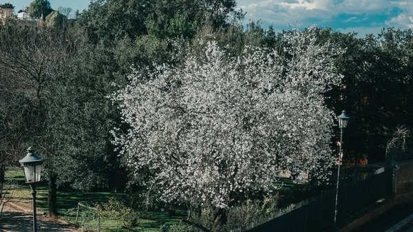 村の春の桜 — ストック写真