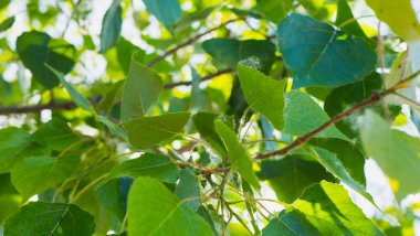 Güneş ışığında kavak ağacının yeşil yaprakları, yaz yeşili yaprakları, klorofil üretimi, güneş ışığında yeşil yapraklı kavak dalları..