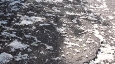 Kavak yere düştü. Alerji sezonunun başlangıcında kavak ağaçlarının dallarından aşağıya doğru sinekler uçuşur. Yavaş çekim