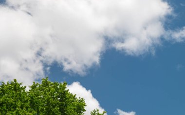 Ağacın silueti bulutlu gökyüzünden ayrı duruyor..