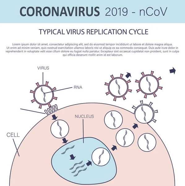 Ciclo Tipico Replicazione Del Virus Infografica Coronavirus 2019 Ncov Penetrazione — Vettoriale Stock